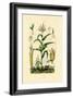 Maize, 1833-39-null-Framed Giclee Print