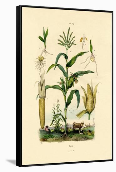 Maize, 1833-39-null-Framed Stretched Canvas