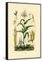 Maize, 1833-39-null-Framed Stretched Canvas