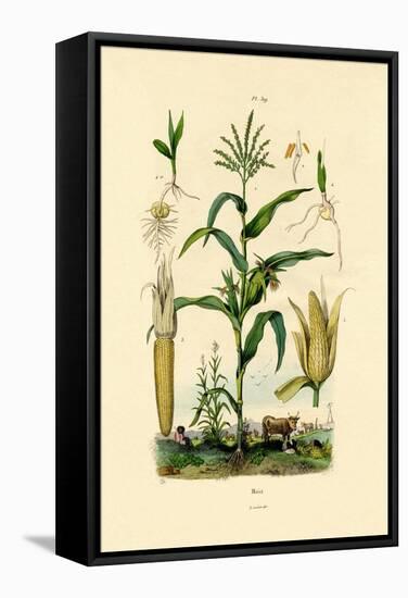 Maize, 1833-39-null-Framed Stretched Canvas