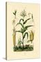 Maize, 1833-39-null-Stretched Canvas