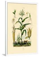 Maize, 1833-39-null-Framed Giclee Print