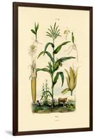 Maize, 1833-39-null-Framed Giclee Print