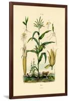 Maize, 1833-39-null-Framed Giclee Print