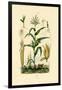 Maize, 1833-39-null-Framed Giclee Print