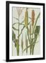 Maize and Other Crops-Elizabeth Rice-Framed Premium Giclee Print