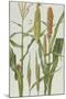 Maize and Other Crops-Elizabeth Rice-Mounted Premium Giclee Print