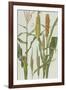 Maize and Other Crops-Elizabeth Rice-Framed Giclee Print