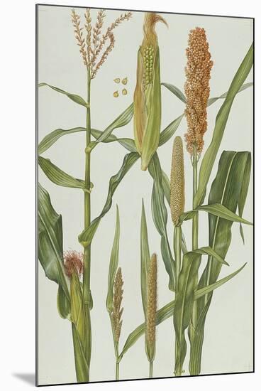 Maize and Other Crops-Elizabeth Rice-Mounted Giclee Print