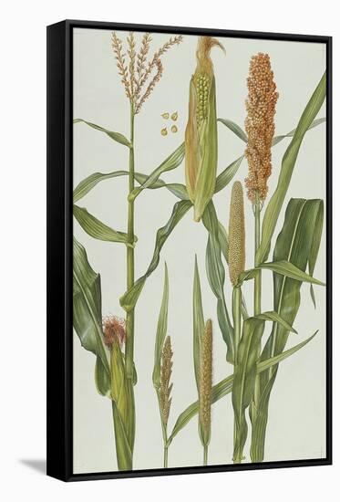 Maize and Other Crops-Elizabeth Rice-Framed Stretched Canvas