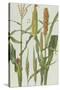 Maize and Other Crops-Elizabeth Rice-Stretched Canvas