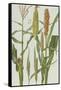 Maize and Other Crops-Elizabeth Rice-Framed Stretched Canvas