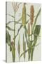 Maize and Other Crops-Elizabeth Rice-Stretched Canvas