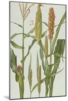Maize and Other Crops-Elizabeth Rice-Mounted Giclee Print