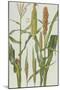 Maize and Other Crops-Elizabeth Rice-Mounted Giclee Print