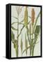 Maize and Other Crops-Elizabeth Rice-Framed Stretched Canvas