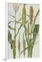 Maize and Other Crops-Elizabeth Rice-Framed Giclee Print