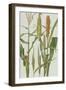 Maize and Other Crops-Elizabeth Rice-Framed Premium Giclee Print