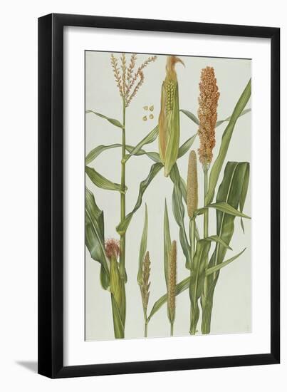 Maize and Other Crops-Elizabeth Rice-Framed Premium Giclee Print
