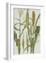 Maize and Other Crops-Elizabeth Rice-Framed Premium Giclee Print