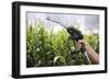 Maize Biofuel, Conceptual Image-Victor De Schwanberg-Framed Premium Photographic Print