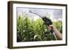 Maize Biofuel, Conceptual Image-Victor De Schwanberg-Framed Photographic Print