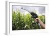 Maize Biofuel, Conceptual Image-Victor De Schwanberg-Framed Photographic Print