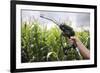 Maize Biofuel, Conceptual Image-Victor De Schwanberg-Framed Photographic Print