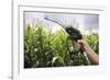 Maize Biofuel, Conceptual Image-Victor De Schwanberg-Framed Photographic Print