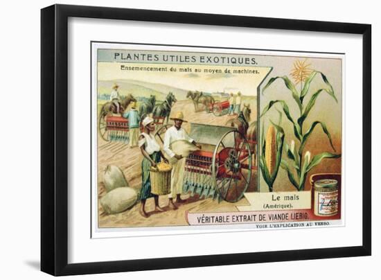 Maize, C1900-null-Framed Giclee Print