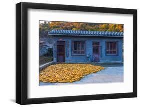 Maize (Corn) Drying, Gubeikou, Miyun County, Beijing Municipality, China, Asia-Alan Copson-Framed Photographic Print