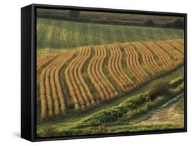 Maize Fields Near Geaune, Landes, Aquitaine, France-Michael Busselle-Framed Stretched Canvas