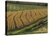 Maize Fields Near Geaune, Landes, Aquitaine, France-Michael Busselle-Stretched Canvas