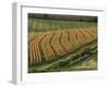 Maize Fields Near Geaune, Landes, Aquitaine, France-Michael Busselle-Framed Photographic Print