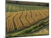 Maize Fields Near Geaune, Landes, Aquitaine, France-Michael Busselle-Mounted Photographic Print