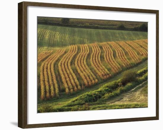 Maize Fields Near Geaune, Landes, Aquitaine, France-Michael Busselle-Framed Photographic Print