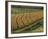 Maize Fields Near Geaune, Landes, Aquitaine, France-Michael Busselle-Framed Photographic Print