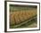 Maize Fields Near Geaune, Landes, Aquitaine, France-Michael Busselle-Framed Photographic Print