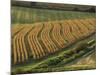 Maize Fields Near Geaune, Landes, Aquitaine, France-Michael Busselle-Mounted Photographic Print