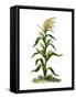 Maize, or Indian Corn Plant-null-Framed Stretched Canvas