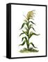 Maize, or Indian Corn Plant-null-Framed Stretched Canvas