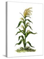 Maize, or Indian Corn Plant-null-Stretched Canvas