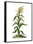 Maize, or Indian Corn Plant-null-Framed Stretched Canvas