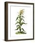 Maize, or Indian Corn Plant-null-Framed Giclee Print