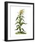 Maize, or Indian Corn Plant-null-Framed Giclee Print