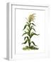 Maize, or Indian Corn Plant-null-Framed Giclee Print