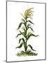 Maize, or Indian Corn Plant-null-Mounted Giclee Print