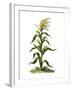 Maize, or Indian Corn Plant-null-Framed Giclee Print