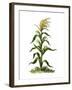 Maize, or Indian Corn Plant-null-Framed Giclee Print