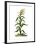 Maize, or Indian Corn Plant-null-Framed Giclee Print